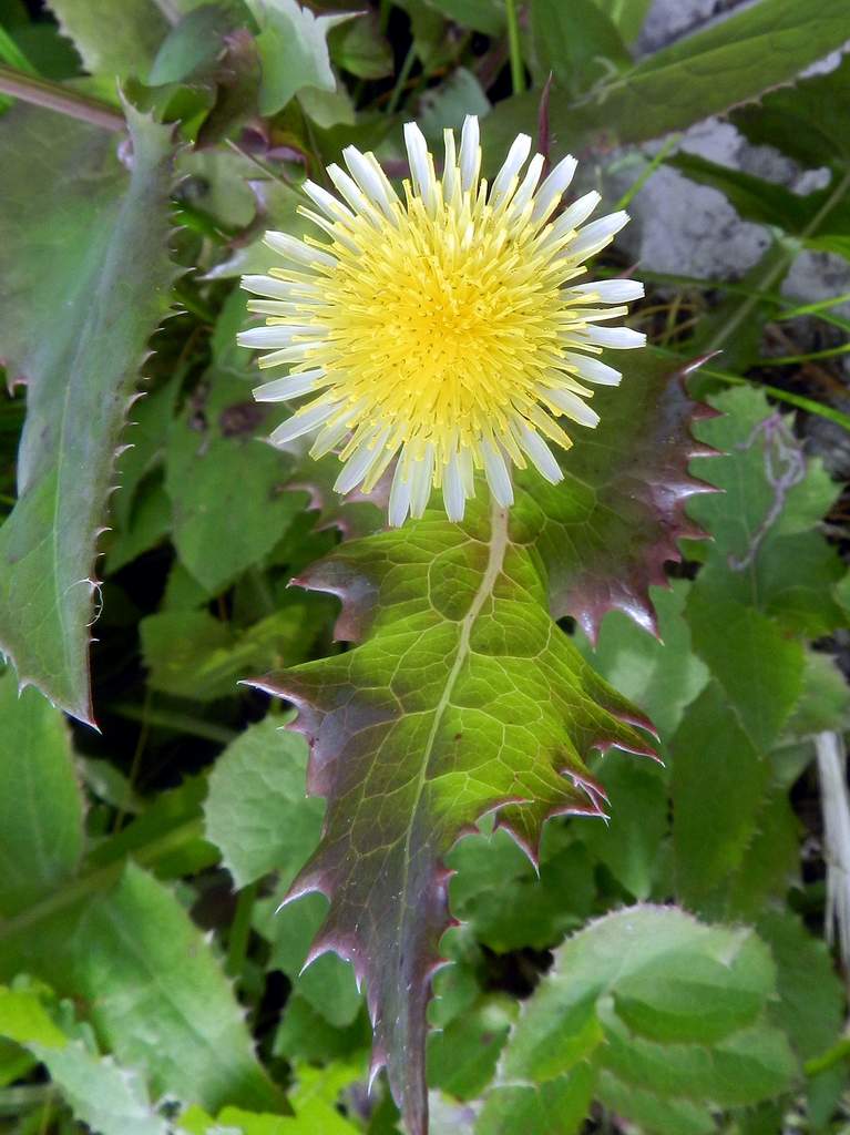 Sonchus oleraceus / Grespino comune